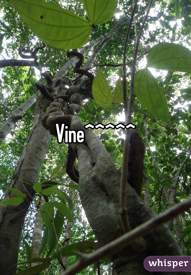 Vine^^^^^