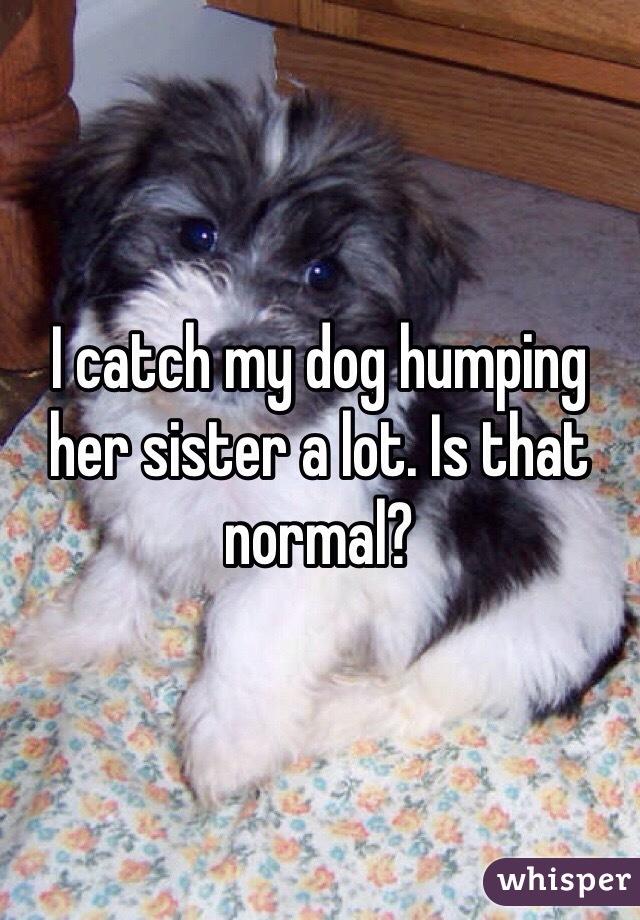 I catch my dog humping her sister a lot. Is that normal?