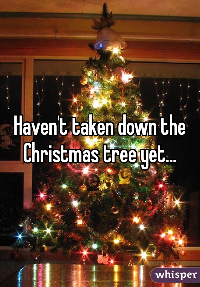 Haven't taken down the Christmas tree yet...