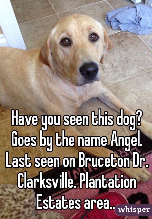 Have you seen this dog? Goes by the name Angel. Last seen on Bruceton Dr. Clarksville. Plantation Estates area...