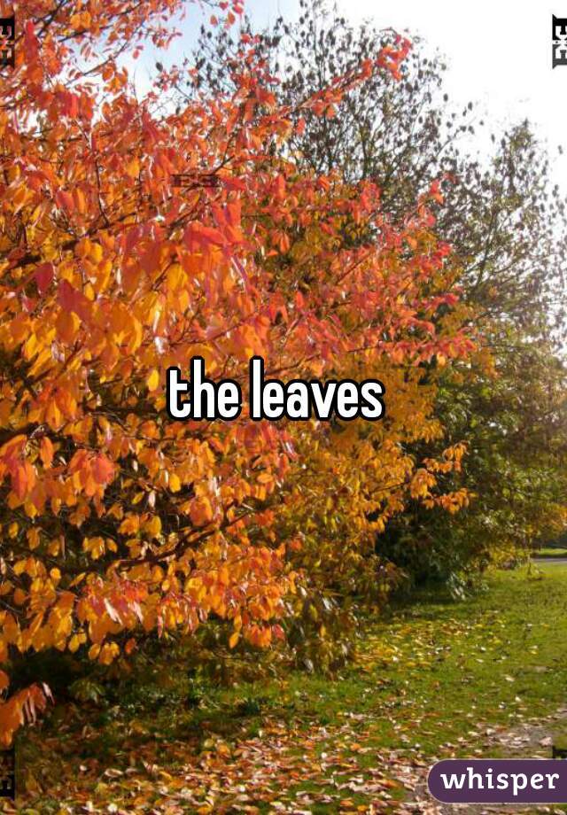 the leaves 