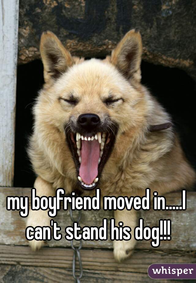 my boyfriend moved in.....I can't stand his dog!!!