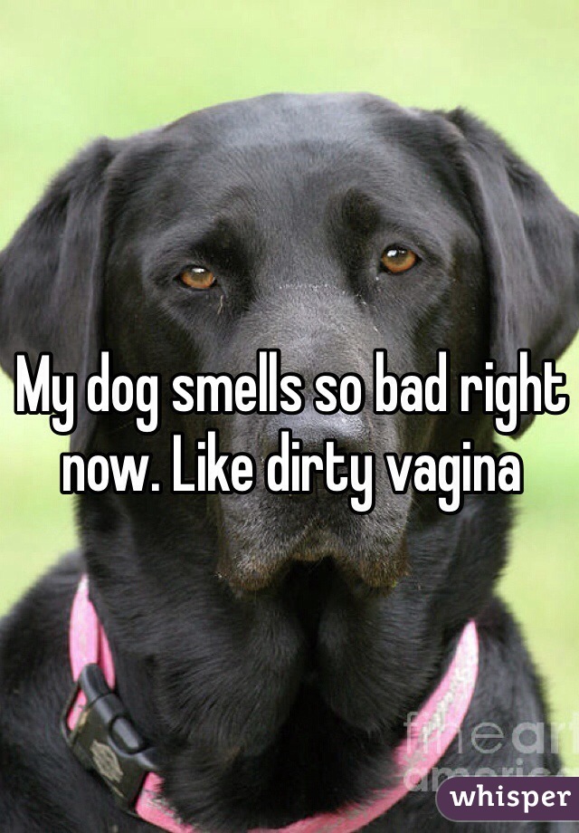 My dog smells so bad right now. Like dirty vagina