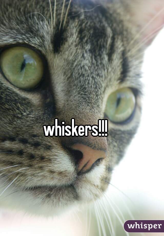whiskers!!! 