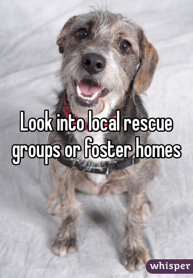 Look into local rescue groups or foster homes