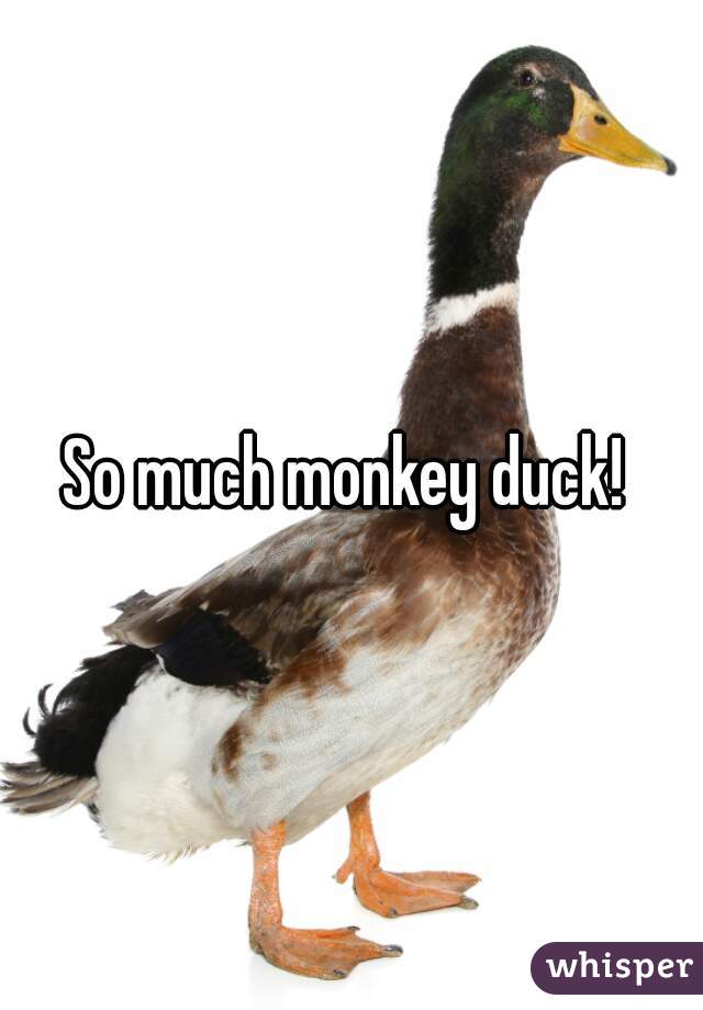So much monkey duck! 