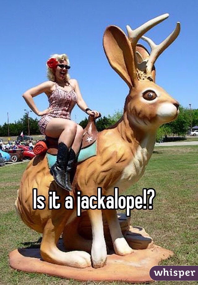 Is it a jackalope!? 