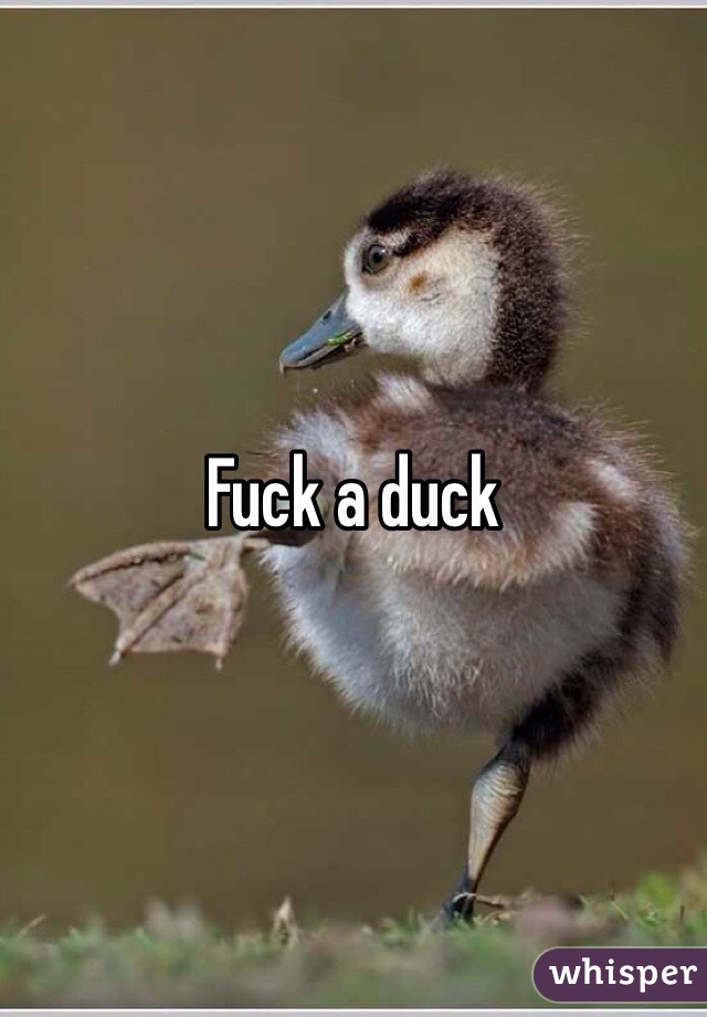 Fuck a duck