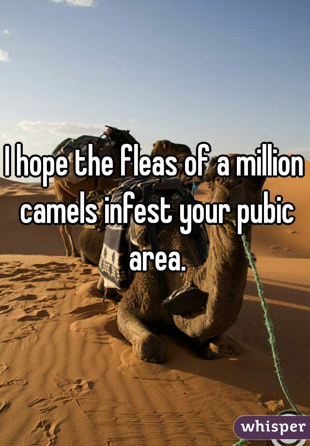 I hope the fleas of a million camels infest your pubic area.