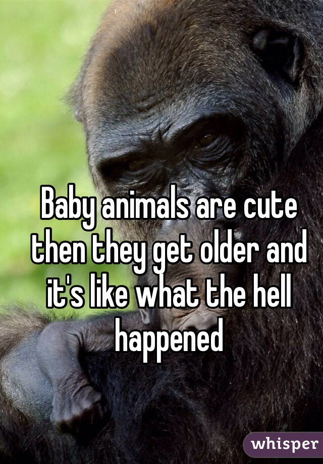 Baby animals are cute then they get older and it's like what the hell happened 