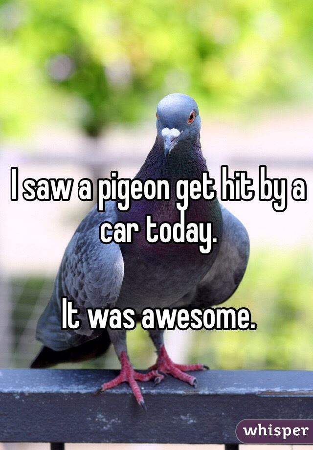 I saw a pigeon get hit by a car today. 

It was awesome. 