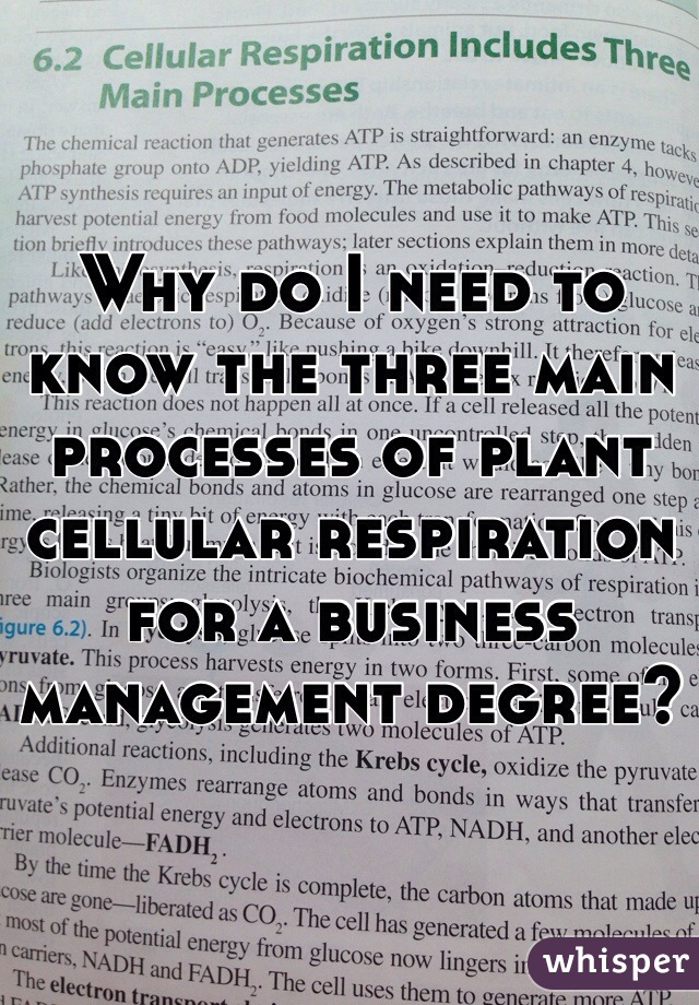 Why do I need to know the three main processes of plant cellular respiration for a business management degree?