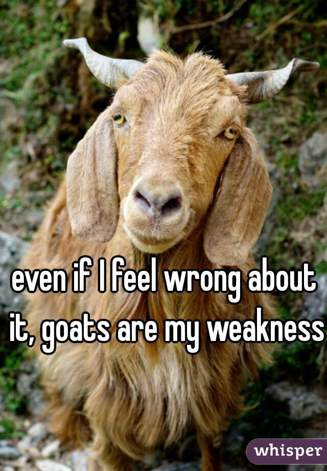 even if I feel wrong about it, goats are my weakness  