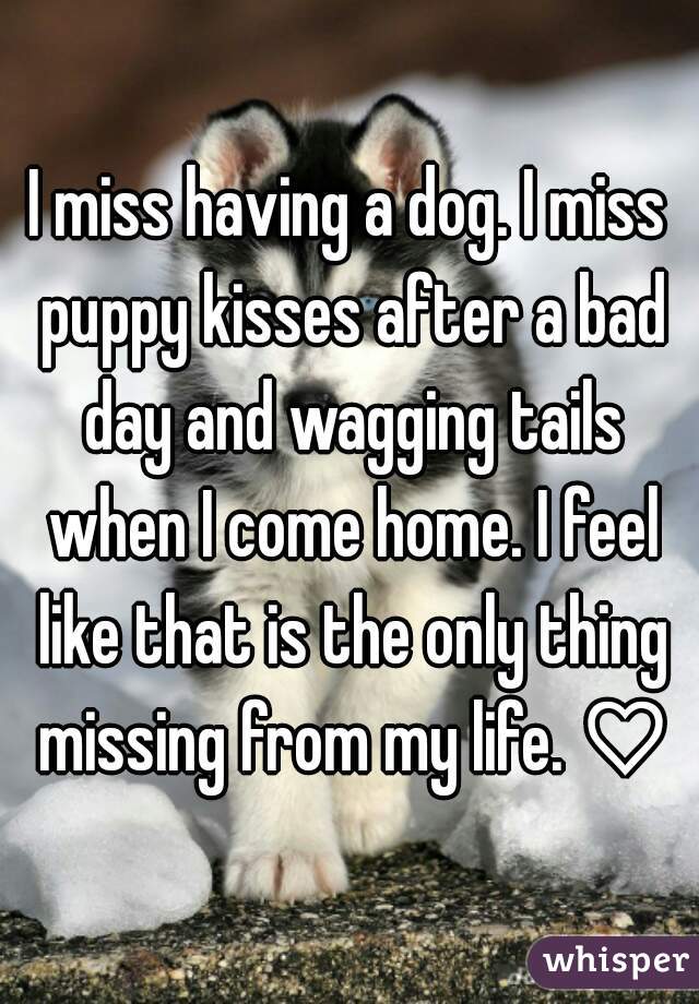 I miss having a dog. I miss puppy kisses after a bad day and wagging tails when I come home. I feel like that is the only thing missing from my life. ♡
