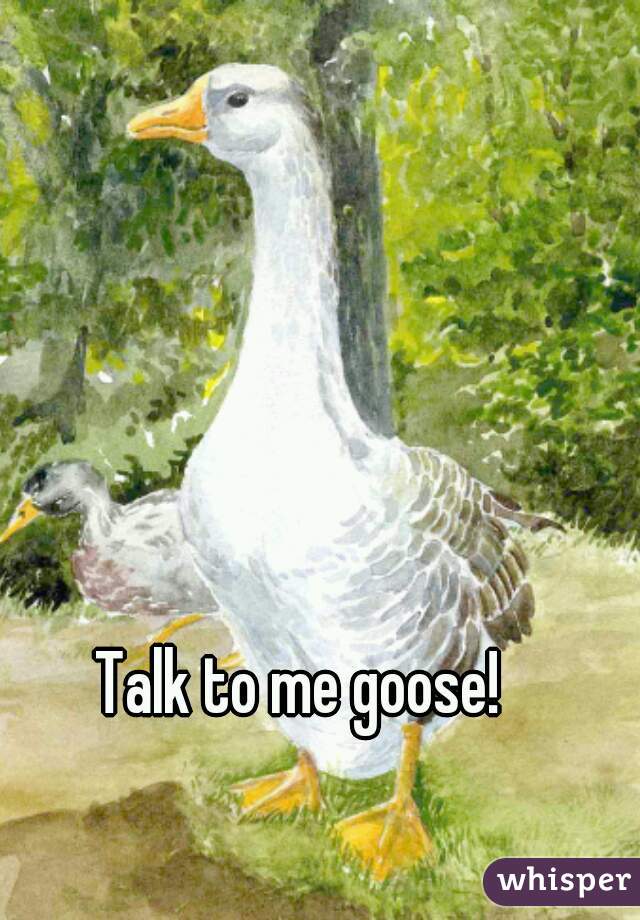 Talk to me goose!
