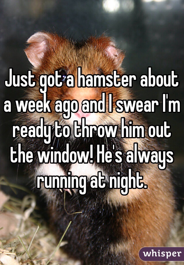 Just got a hamster about a week ago and I swear I'm ready to throw him out the window! He's always running at night. 
