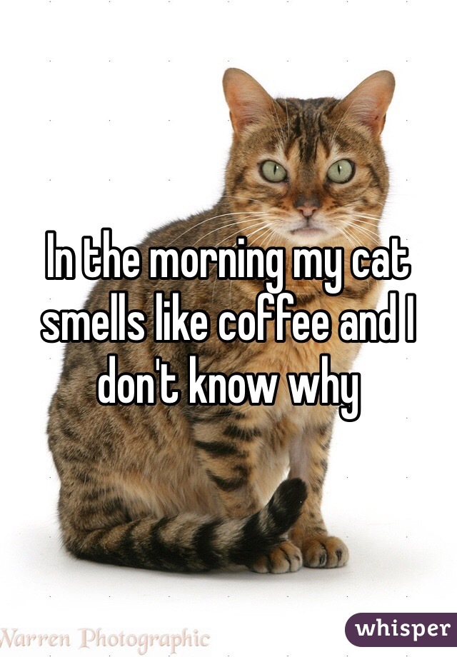 In the morning my cat smells like coffee and I don't know why
