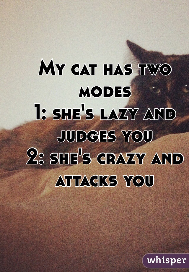 My cat has two modes
1: she's lazy and judges you
2: she's crazy and attacks you