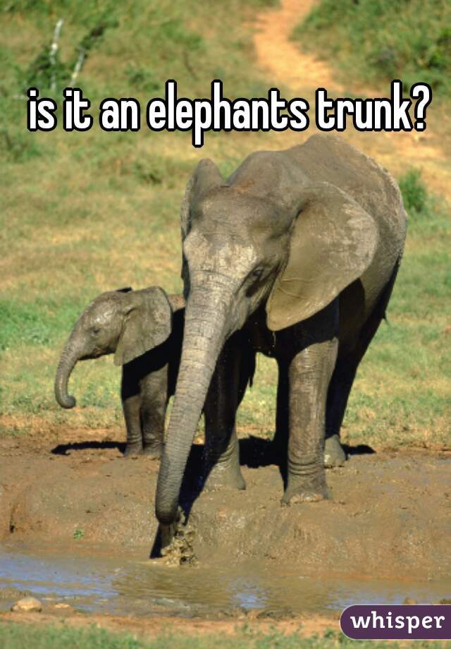 is it an elephants trunk?
