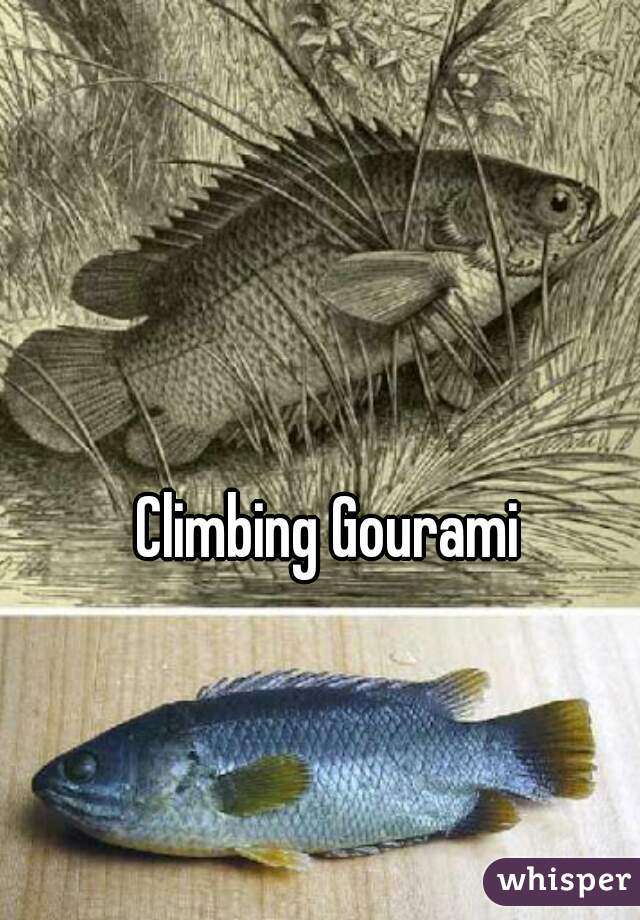 Climbing Gourami