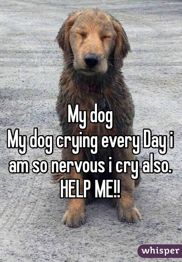 My dog
My dog crying every Day i am so nervous i cry also. HELP ME!!
