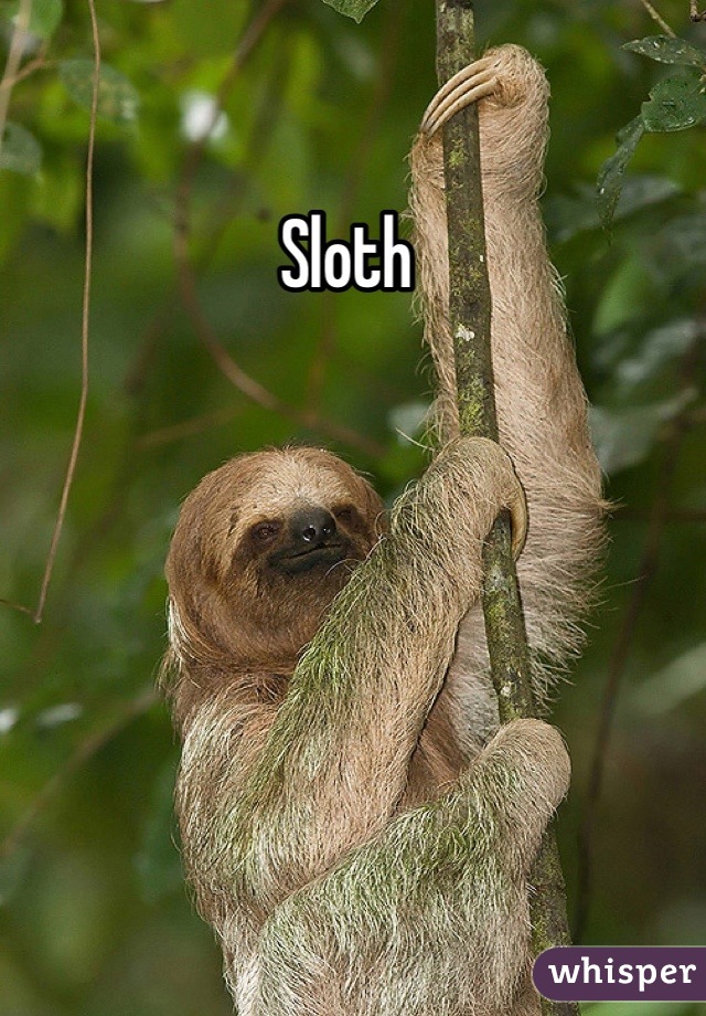 Sloth 