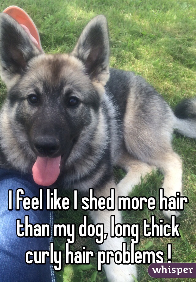 I feel like I shed more hair than my dog, long thick curly hair problems ! 