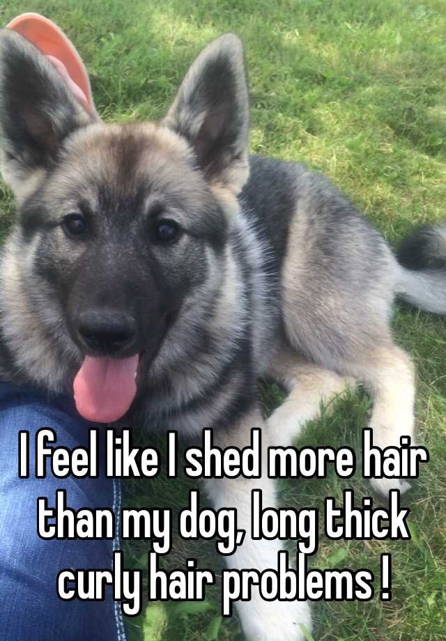 I feel like I shed more hair than my dog, long thick curly hair problems ! 