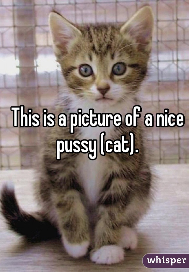 This is a picture of a nice pussy (cat).