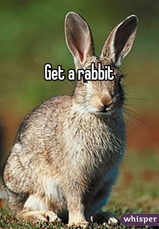 Get a rabbit