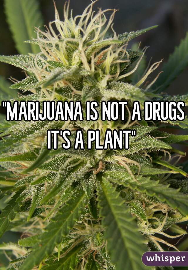 "MARIJUANA IS NOT A DRUGS IT'S A PLANT"  