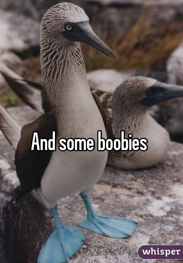 And some boobies