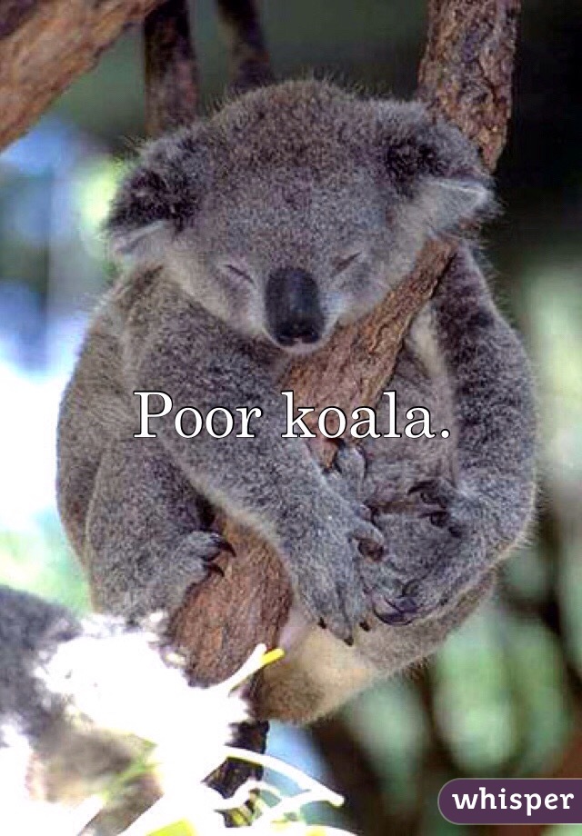 Poor koala.