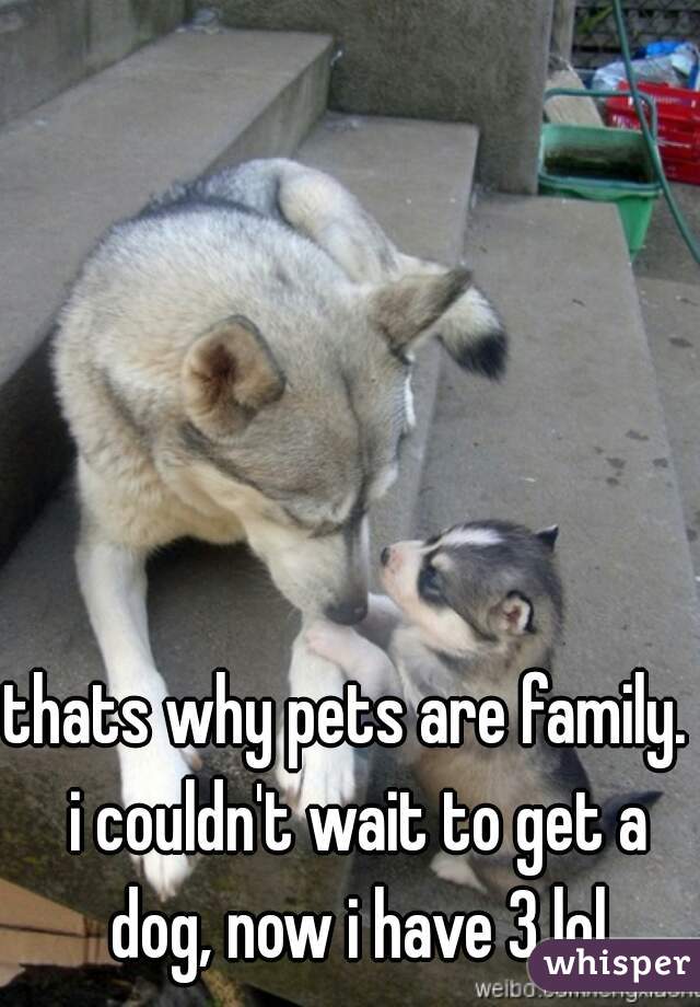 thats why pets are family.  i couldn't wait to get a dog, now i have 3 lol