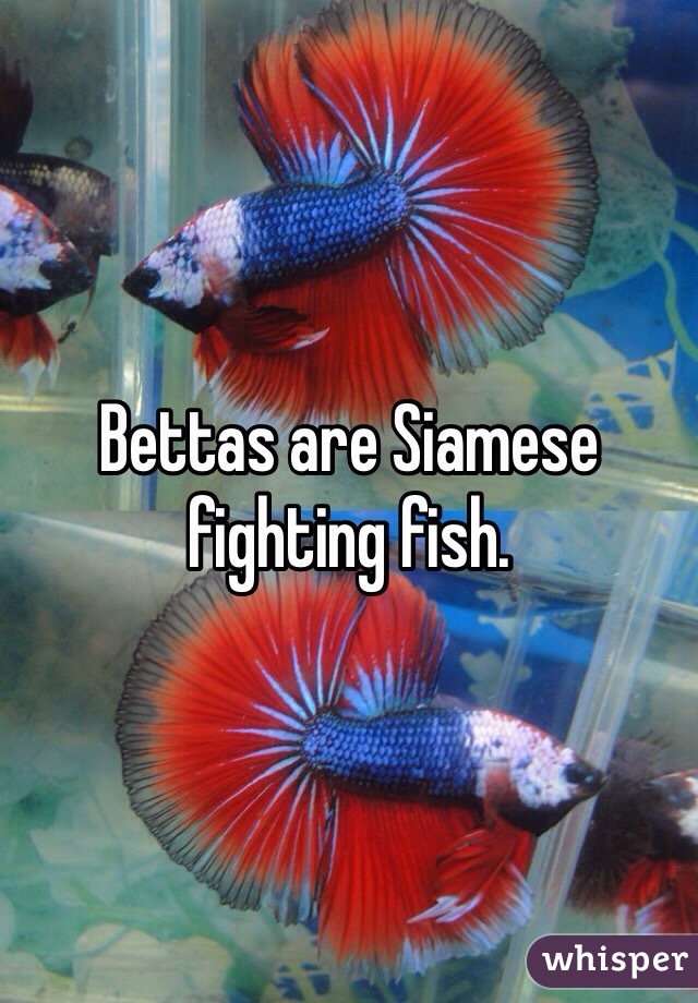 Bettas are Siamese fighting fish. 