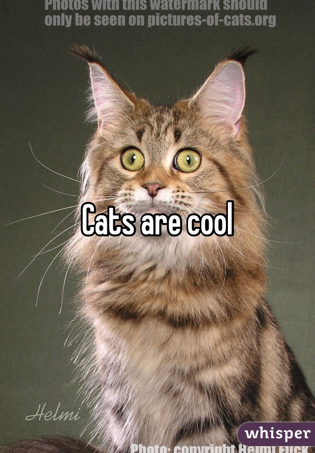 Cats are cool