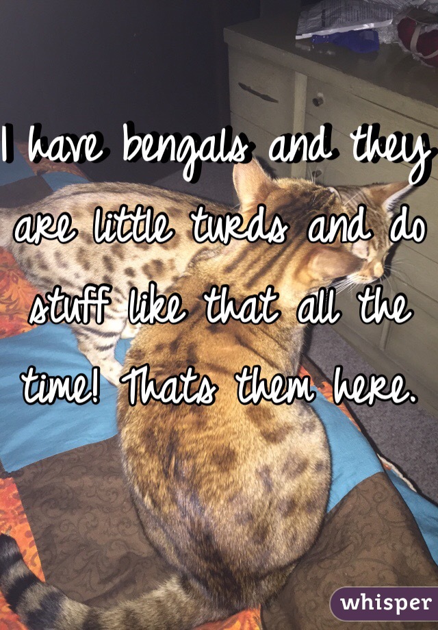 I have bengals and they are little turds and do stuff like that all the time! Thats them here. 