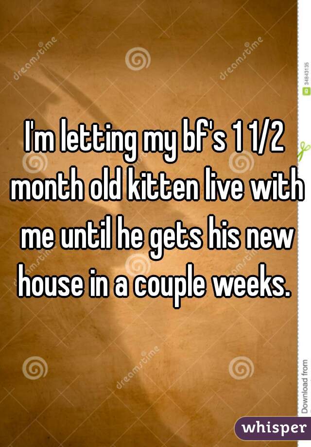 I'm letting my bf's 1 1/2 month old kitten live with me until he gets his new house in a couple weeks. 