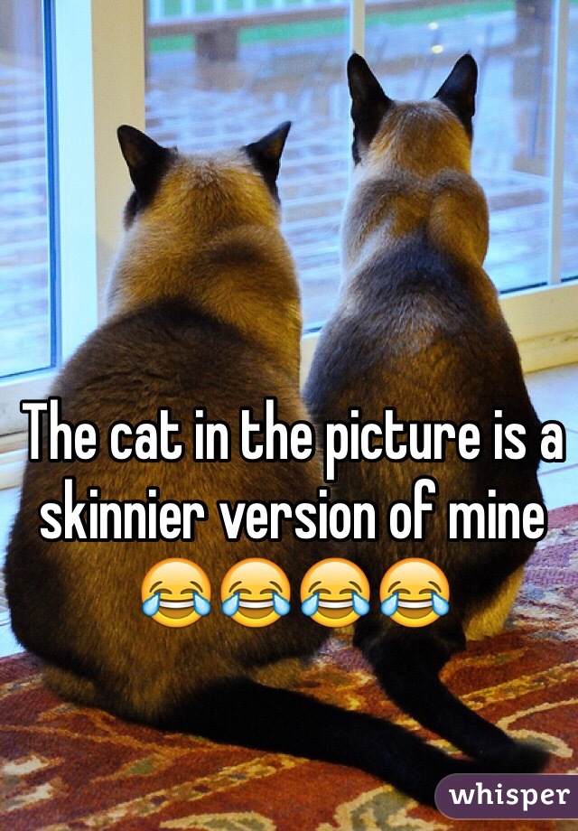 The cat in the picture is a skinnier version of mine 😂😂😂😂