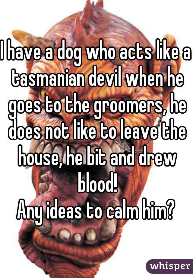 I have a dog who acts like a tasmanian devil when he goes to the groomers, he does not like to leave the house, he bit and drew blood!
Any ideas to calm him?
