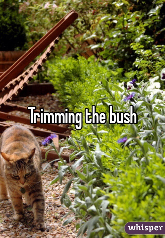 Trimming the bush