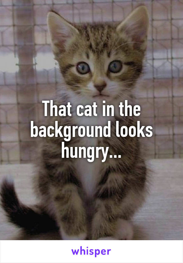 That cat in the background looks hungry...
