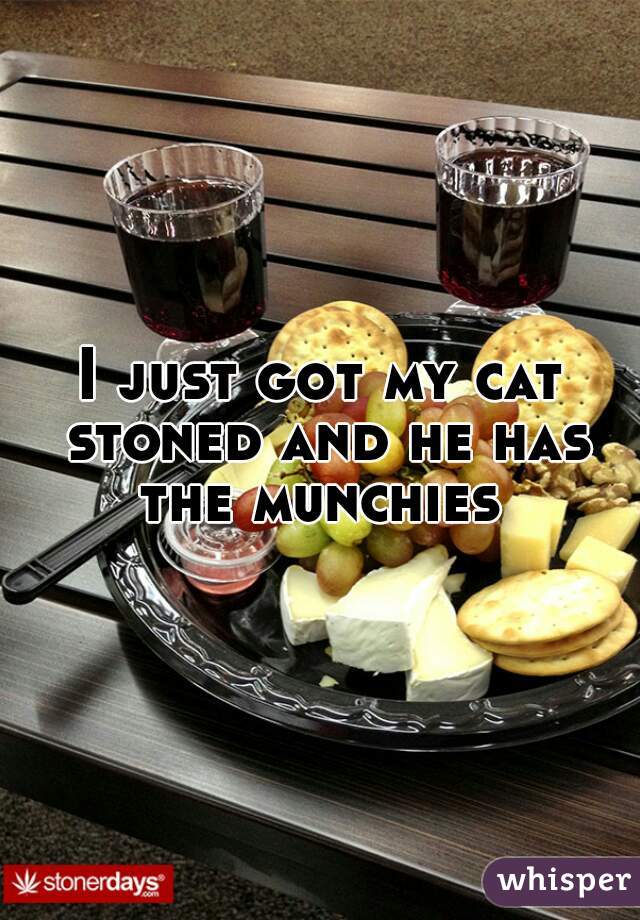 I just got my cat stoned and he has the munchies 