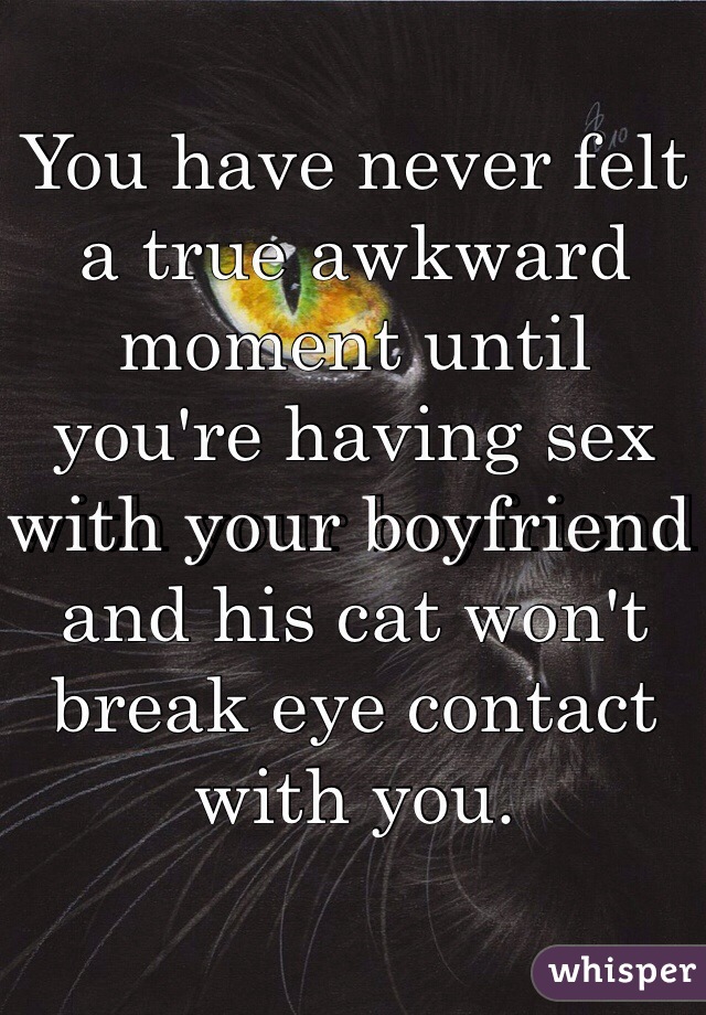 You have never felt a true awkward moment until you're having sex with your boyfriend and his cat won't break eye contact with you.