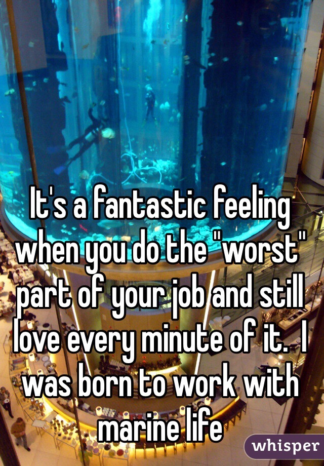 It's a fantastic feeling when you do the "worst" part of your job and still love every minute of it.  I was born to work with marine life