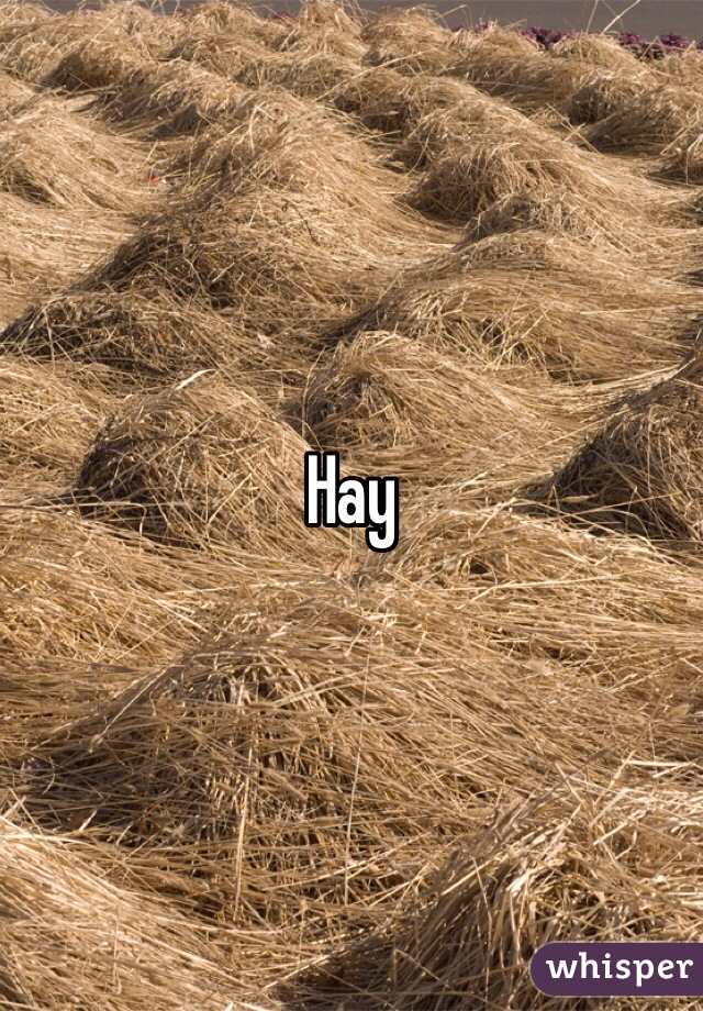 Hay