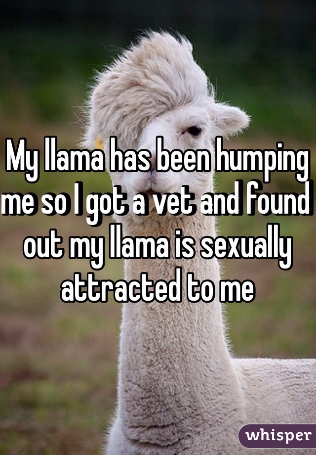 My llama has been humping me so I got a vet and found out my llama is sexually attracted to me