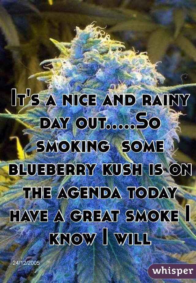 It's a nice and rainy day out.....So smoking  some blueberry kush is on the agenda today have a great smoke I know I will