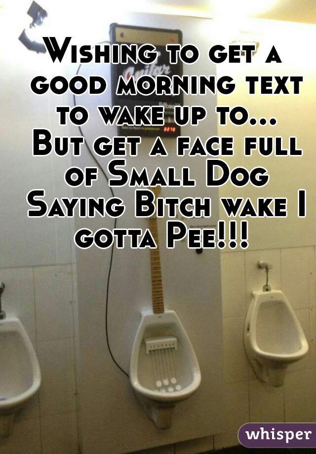 Wishing to get a good morning text to wake up to... But get a face full of Small Dog Saying Bitch wake I gotta Pee!!! 