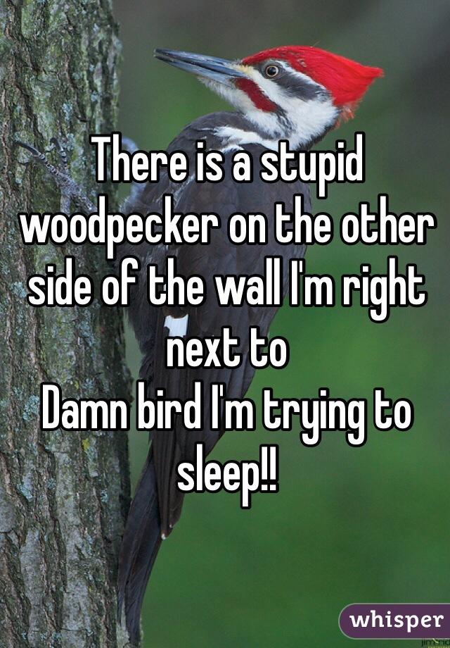 There is a stupid woodpecker on the other side of the wall I'm right next to
Damn bird I'm trying to sleep!! 